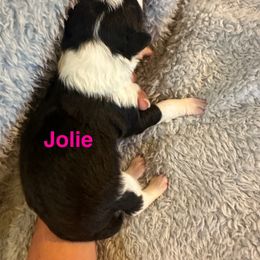 Jolie - Black and white female Border Collie puppy in Jonesboro, Arkansas from Hampton Border Collies