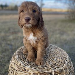 Goldendoodle Puppies from Joe and Dogs