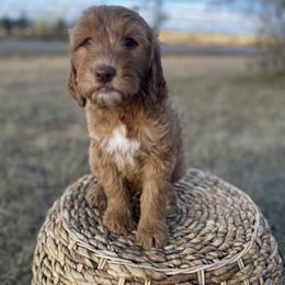 Goldendoodle Puppies from Joe and Dogs