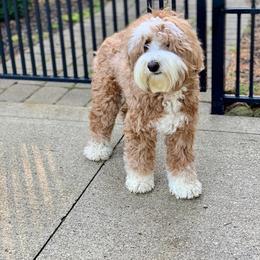 Australian Labradoodle All Grown Up from Heritage Manor Labradoodles (HML)