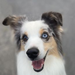 Taco - Miniature American Shepherd