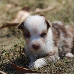 Roger - Red merle male Australian Shepherd puppy in Violet Hill, Arkansas from Sweets' Cattle Co and Australian Shepherds