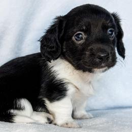 T-Rex - Black and cream male Dachshund puppy in Winamac, Indiana from WZ Kennels