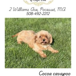 Coco - Cavapoo