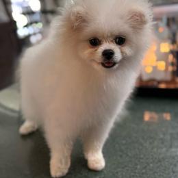 CC bloom - White female Pomeranian puppy in Kilgore, Texas from Texas Star Pomeranians
