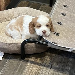 English Springer Spaniel Puppies from English Springer Spaniels at Lands Lodge