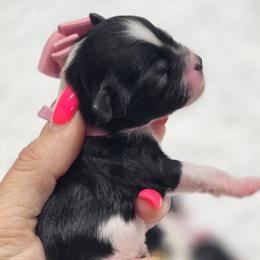 Clover - Black and white female Shihpoo puppy in Vernon, Texas from Sugarland's Texas Goldendoodles