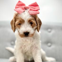 Coral - Parti female Goldendoodle puppy in Queen Creek, Arizona from Goldendoodle AZ