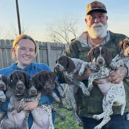 German Shorthaired Pointer puppies from Ashwind kennels