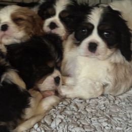Cavalier King Charles Spaniel Puppies from Kara's Cavalier King Charles Spaniels