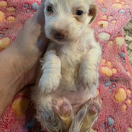 Extreme dapple pie - Dapple female Dachshund puppy in West Plains, Missouri from Spring Creek Dachshunds