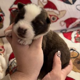 Yellow color - Panda female German Shepherd puppy in Marion, Ohio from Legacy K9’s