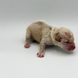 Truffle - Cream female Poodle puppy in Southampton, New Jersey from Lavishly Loved Pets LLC