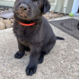 German Shepherd Puppies from Antler Ranch German Shepherd Dogs
