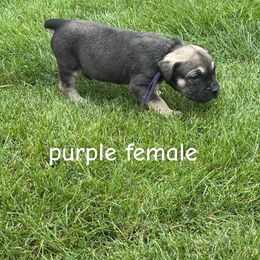 Purple collar - Brown female Boerboel puppy in Colorado Springs Co, Colorado from On The Peak Boerboel