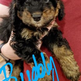 Bernedoodle Puppies from Kiya's Bernedoodles