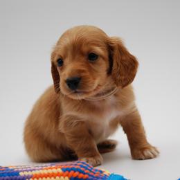 AKC Harry - Red male Dachshund puppy in Billings, Missouri from Bundles of Joy
