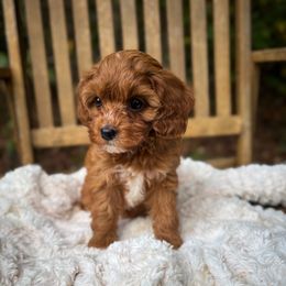 Sparkler - Red female Cavapoo puppy in Easley, South Carolina from Cutiepie Cavapoos