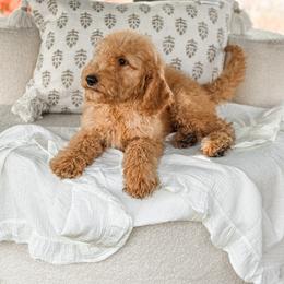 Yellow collar - Apricot male Goldendoodle puppy in Spokane, Washington from Dream Doodles in Spokane WA