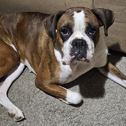 Storm - Boxer