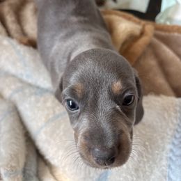 Girl 4 - Blue and cream female Dachshund puppy in Great Falls, Montana from Dawn's designerDachshunds