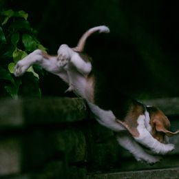 Beagle and Cavalier King Charles Spaniel Puppies from Kazuri Beagles and Cavaliers