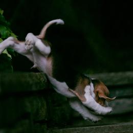 Beagle and Cavalier King Charles Spaniel Puppies from Kazuri Beagles and Cavaliers