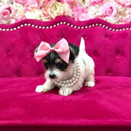 Mercedes - Black & tan tri-color female Morkie puppy in Pennsauken, New Jersey from Noir Luxe Litters of NJ