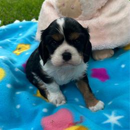 Brody - Tri-color male Cavalier King Charles Spaniel puppy in Atoka, Oklahoma from Rohus Puppies