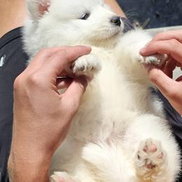 Samoyed Puppies from Rocky Mountain Samoyeds