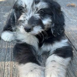 Aussiedoodle and Australian Shepherd Puppies from Dollface Aussies