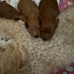Goldendoodle Puppies from Miss Cindy’s Doodles
