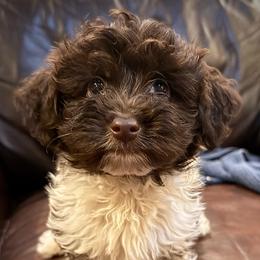 Mocha - Chocolate and white male Havapoo puppy in Lancaster, South Carolina from 3 Bs Havanese-PUPPIES with  PURPOSE