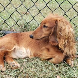 Brody - Dachshund