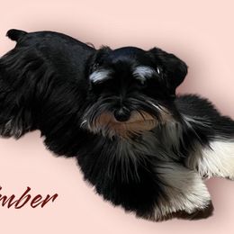Ember - Miniature Schnauzer