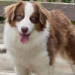 Muffin - Australian Shepherd