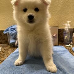 American Eskimo Dog Puppies from Bella's American Eskimos
