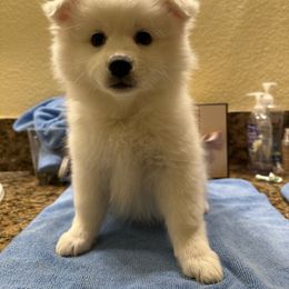 American Eskimo Dog Puppies from Bella's American Eskimos