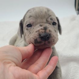 Skye Blue Merle - Merle female Great Dane puppy in Kannapolis, North Carolina from Carolina Great Danes & Toy Poodles