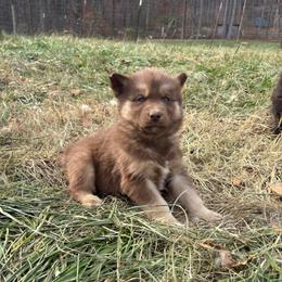 Red - Red and white male Siberian Husky puppy in Jonesborough, Tennessee from Dry Creek Siberians