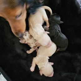 Black with brindle tip female - Black female Dachshund puppy in Paige, Texas from 3D Mini Dachounds