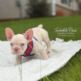 AKC Cinco - Cream male French Bulldog puppy in Powder Springs, Georgia from Twinkle Paws Frenchies and Yorkies