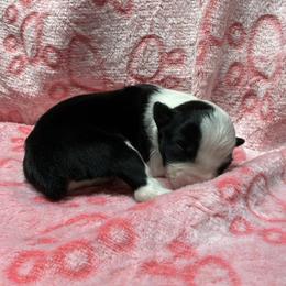 Madison - Black tri female Miniature Australian Shepherd puppy in Signal Mountain, Tennessee from D & D Miniature and Toy Australian Sheppards