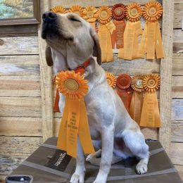 Labrador Retrievers from Southern Magnolia Retrievers
