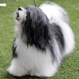 Havanese from Quickstep's Havanese