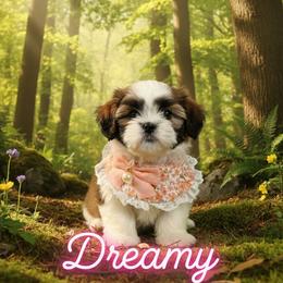Shih Tzu Puppies from Cindy Hampton