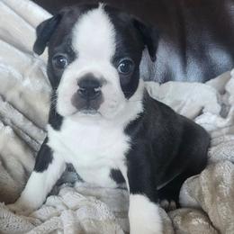 Lucy - Black brindle and white female Boston Terrier puppy in Leola, Pennsylvania from Edna's Homegrown Bullies