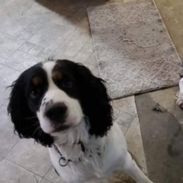 English Springer Spaniels from Springers Journey
