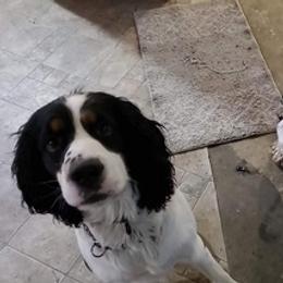 English Springer Spaniels from Springers Journey