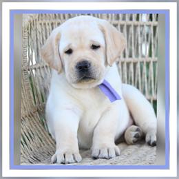 Cleo's Lavender - Yellow female Labrador Retriever puppy in Pasco, Washington from ROCK CREEK LABRADORS Pasco, WA